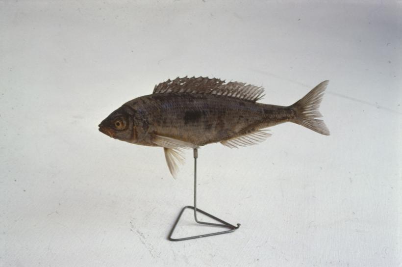 Maena vulgaris C. V. syn. M. Maena Trljak, modrak; inv. br. 1285