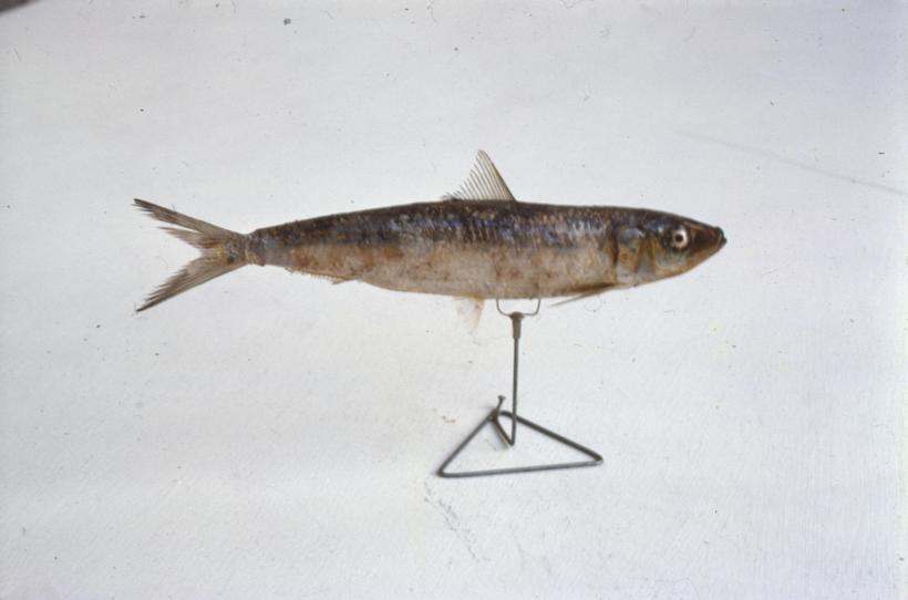 Clupea aurita Gthr; inv. br. 1280