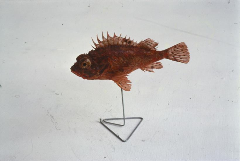 Scorpaena ustulata Lowe Bodečić crveni; inv. br. 1259