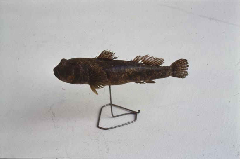 Gobius ophiocephalus Pall Glavoč; inv. br. 1029