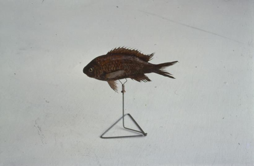 Heliases chromis Gthr Crnelj; inv. br. 1258