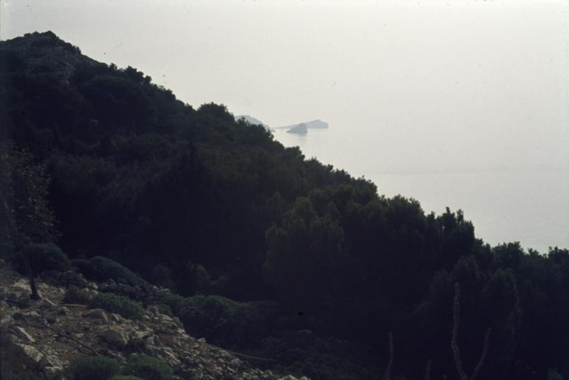 Šuma na Sestricama; pogled na svjetionik Tajer