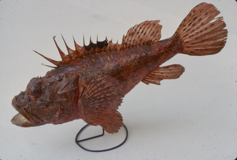 Scorpaena scrofa L Škrpina