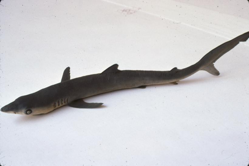 Carcharisu glaucus Ag. Pas modrulj