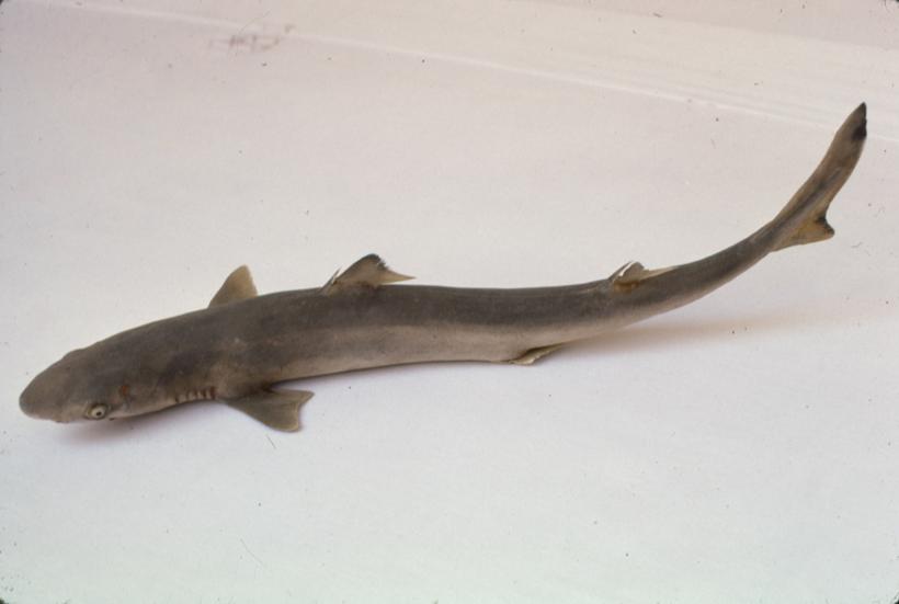 Acanthias blainvilii Risso Pas kostelj, vlastelin