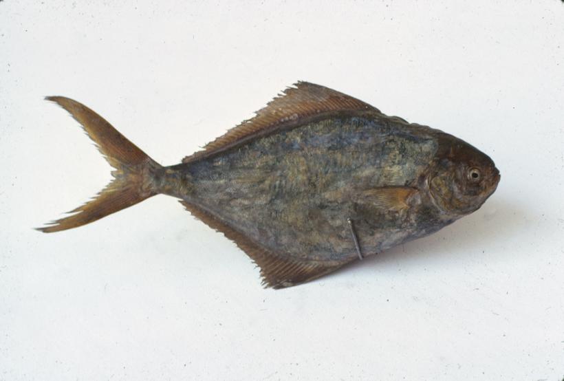 Stromateus fiatola L Plotica morska