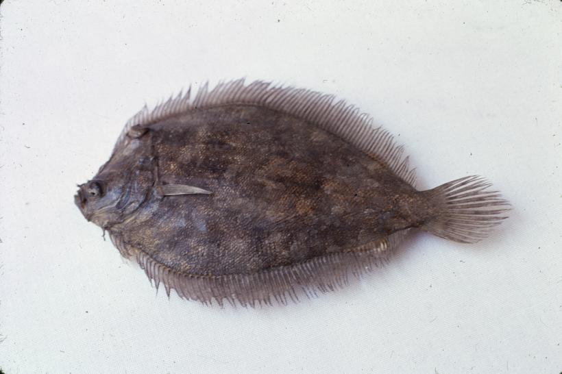 Rhomboidichthys podas Gthr Poklopac glatkiš