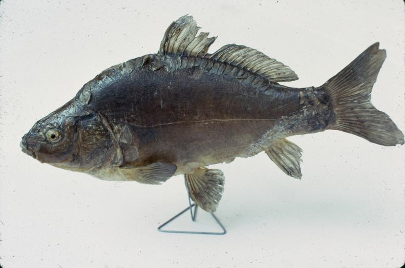 Cyprinus rex cyprinorum Veleljuskavi  šaran