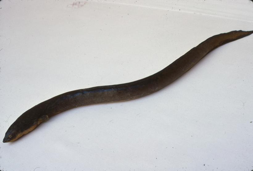 Anguilla vulgaris Trut Jegulja