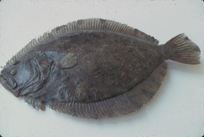 Bothus scombrus L. Glatki rombić, romb