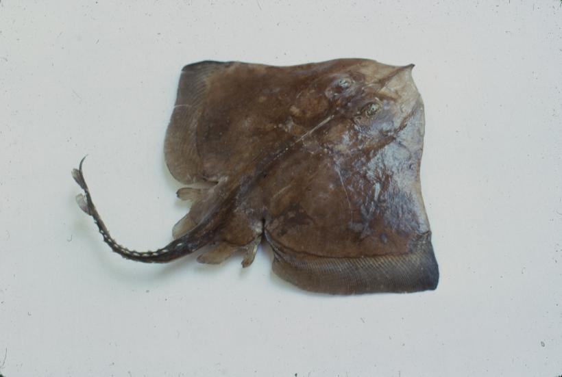 Raja montagui Fowler Raža crnopježica, r. pjegava