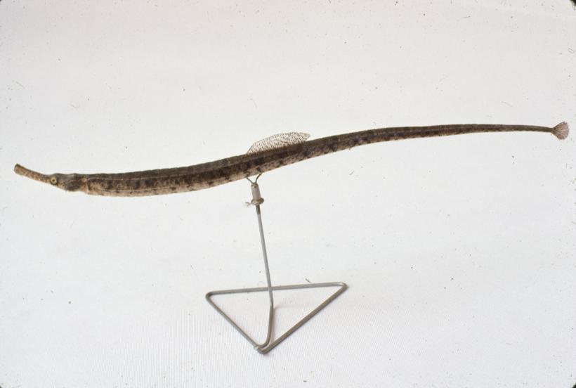 Siphonostoma typhle K. P. Šilo tupokljuno