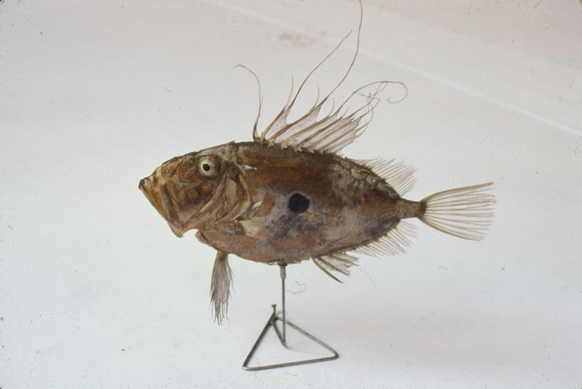 Zeus pungio C. V. Kovač jadranski