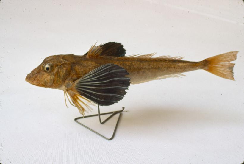 Trigla corax B. P. Lastavica prasica balavica