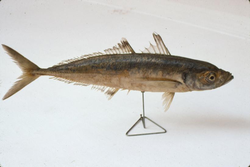 Trachurus mediterraneus Ltkn Trnobrk (šnjur) pučinar