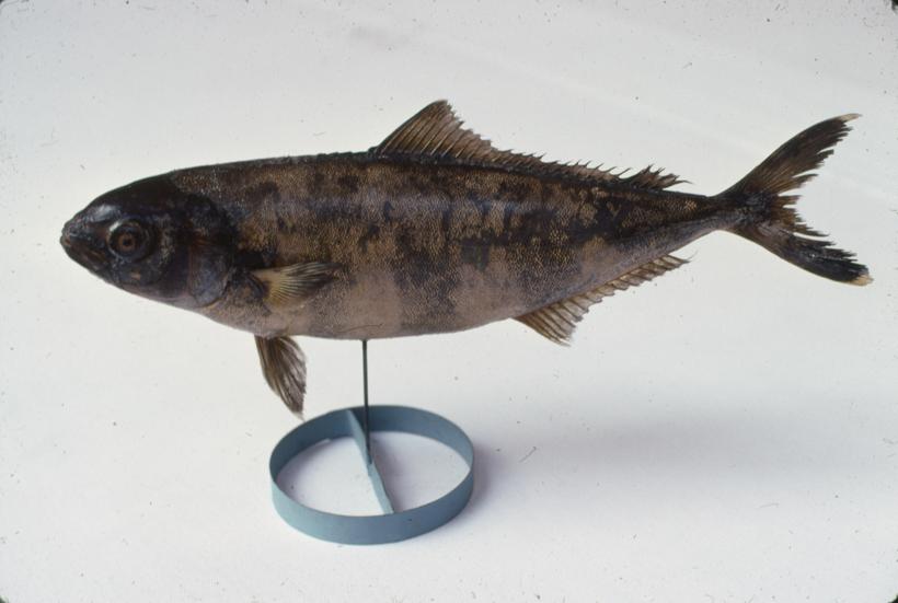 Naucrates ductor L (Skušac) Pratibrod