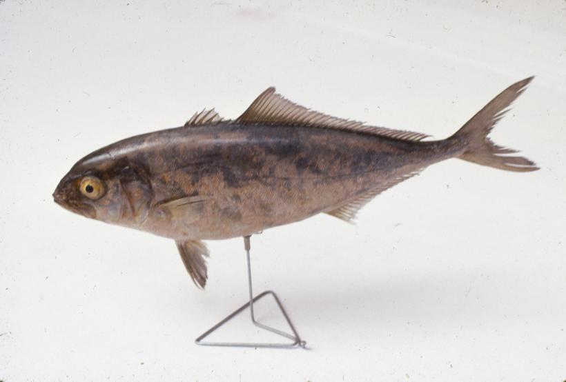 Seriola dumerilli Risso Steljuša glavulja, gof; inv. br. 1254