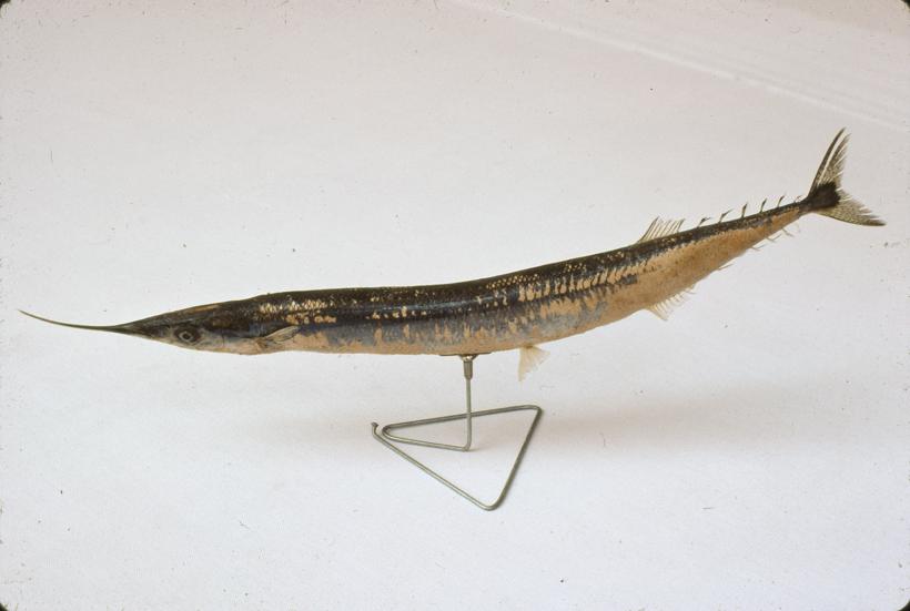 Scomberesox saurus Flen Proskok; inv. br. 1273