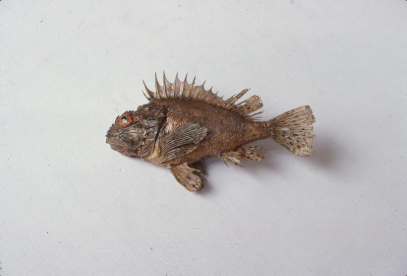 Scorpaena ustulata Lowe Bodečić crveni; inv. br. 61