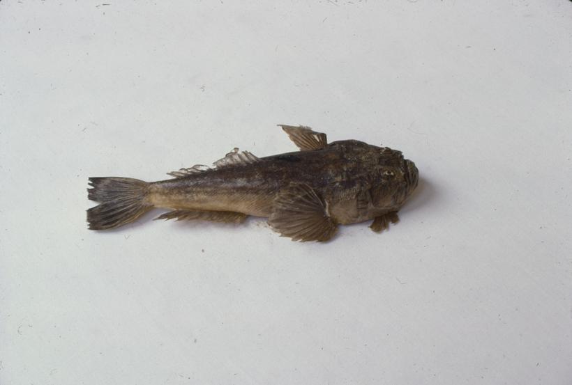 Blennius ocellaris L. Slingura dubljinka; inv. br. 65