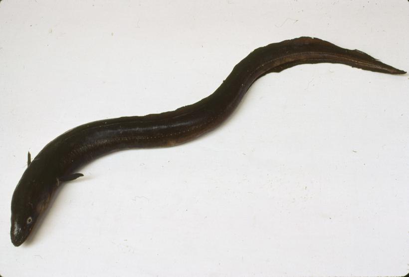 Conger vulgaris Cuv Ugor; inv. br. 1040