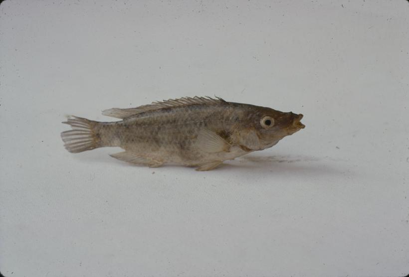 Labrus bimaculatus Lin Smokva narančasta; inv. br. 85