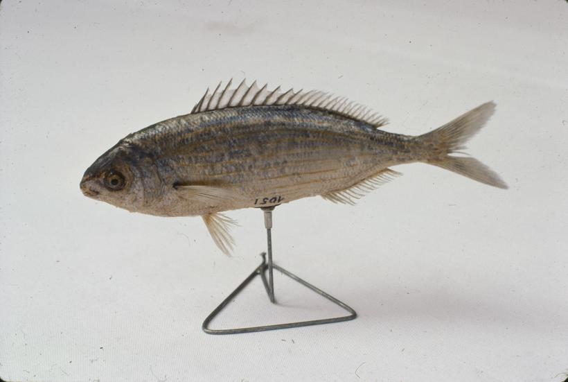 Gr. dep. - hrpa smeća 3 - 4 m visine, u daljini galebovi