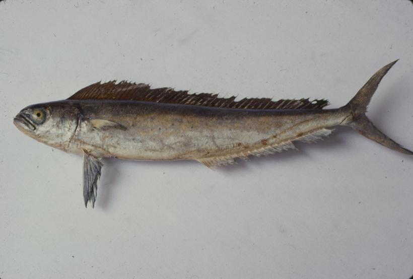 Coryphaena hippurus L. Pučinka skakavica; inv. br. 106