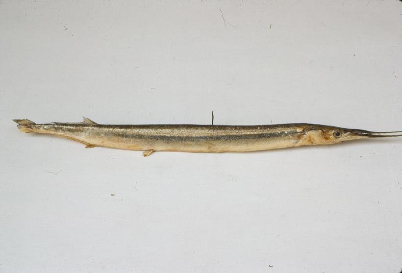 Belone acus Risso Igla; inv. br. 125