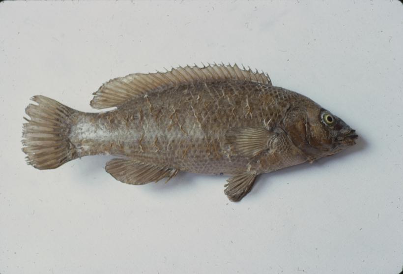 Labrus turdus (L) C. V. Drozd, usnača šarenka; inv. br. 82