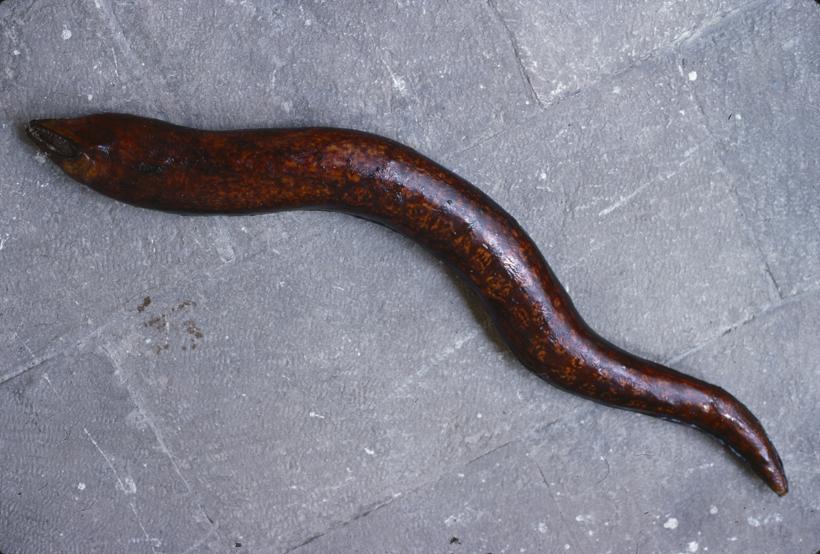 Muraena helena L. Murina; inv. br. 126
