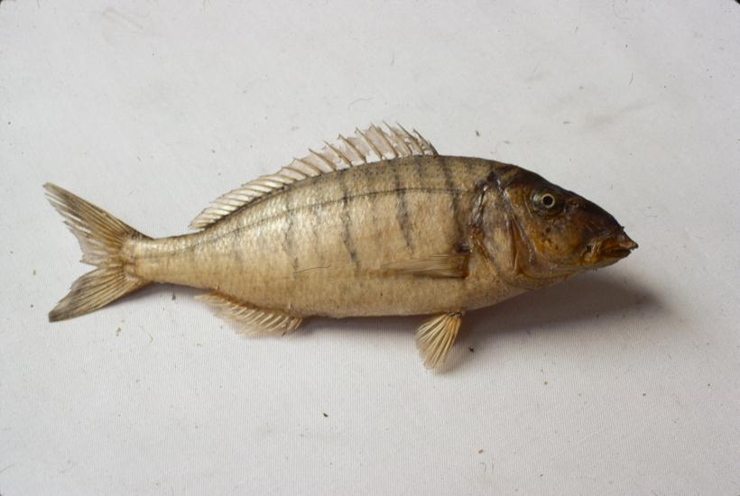 Pagellus mormyrus (L) C. V. Ovčica; inv. br. 95