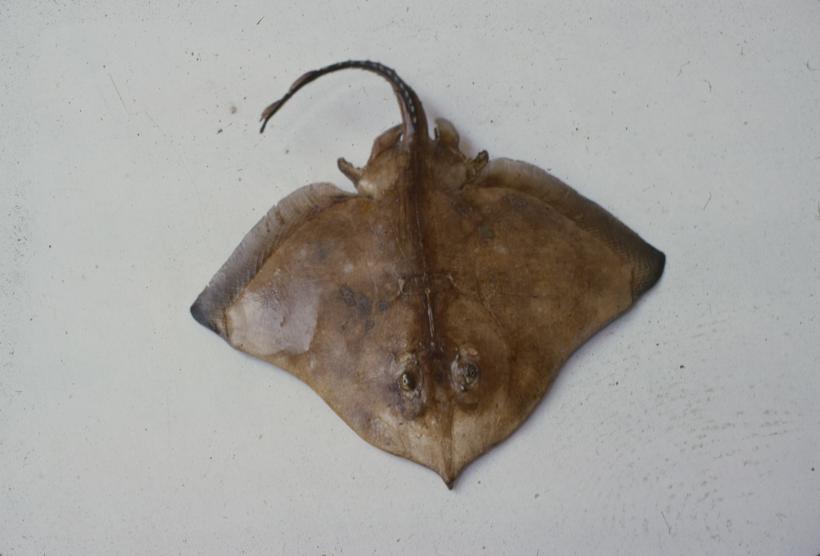 Raja (bicolor Risso) alba Lac Raža, volina bjelica; inv. br. 1043