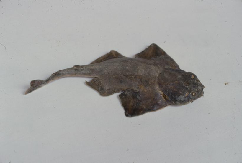 Squatina squatina L. Sklat; inv. br. 1065