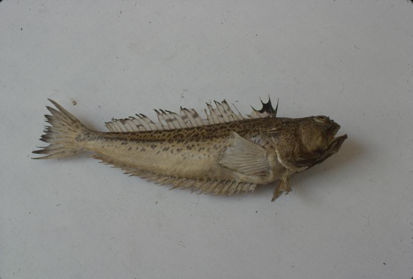 Trachinus radiatus C. V. Pauk mrkulj; inv. br. 76