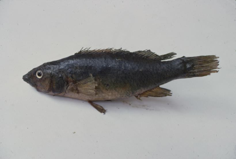 Crenilabrus pavo C. V. Smokvica; inv. br. 80