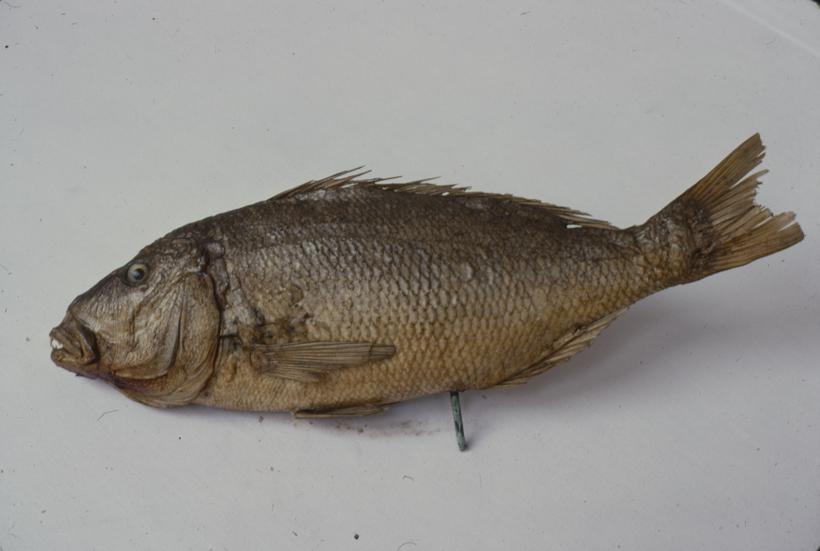 Dentex dentex Lin Zubatac; inv. br. 101