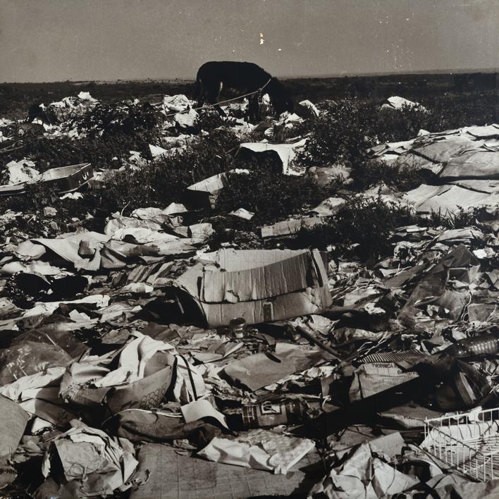 Gradski deponij pored ceste Zadar - Nin U isčekivanju smrti - magarac