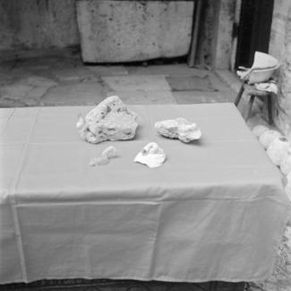 Vermetus arenarius L.