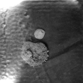 ? Echinocardium mediterraneum Gray