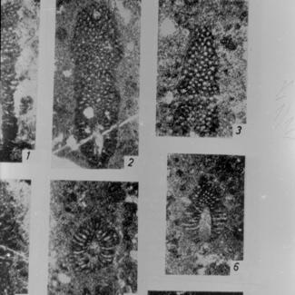 Macroporella sellii Crescenti 2, 6