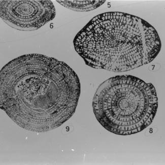 Neoschwagerina craticulifera (foraminifera) 8,9