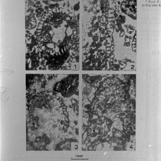 Gyroporella vesiculifera (vapn. Alga) 1, 2 i Gyroporella curvata (vapn. alga) 3, 4