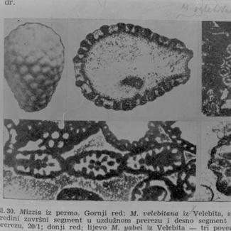 Mirria velebitana (vapn. alga) i Mirria yabei (vapn. alga)