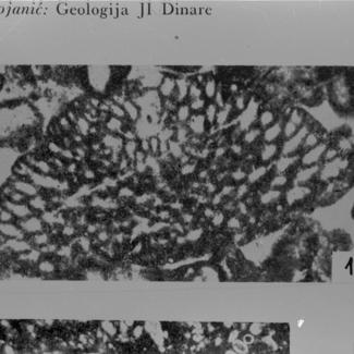 Orbitolina sp. (foraminifera) 1
