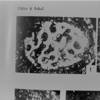 Cladocoropsis mirabilis (hidrozoj) 1