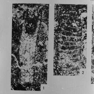 Petrascula heraki (vapn. alga) 1, 2