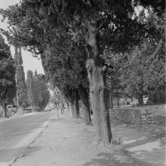 Drvored čempresa zbog saobraćaja podrezan 4 m od zemlje