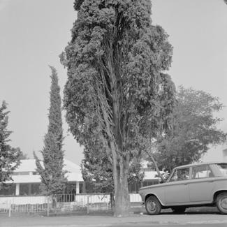 Čempres napadnut raznim ušima; nalaz fakulteta u Zagrebu