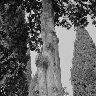 Podsječeni čempres ispred kuće Zečević
